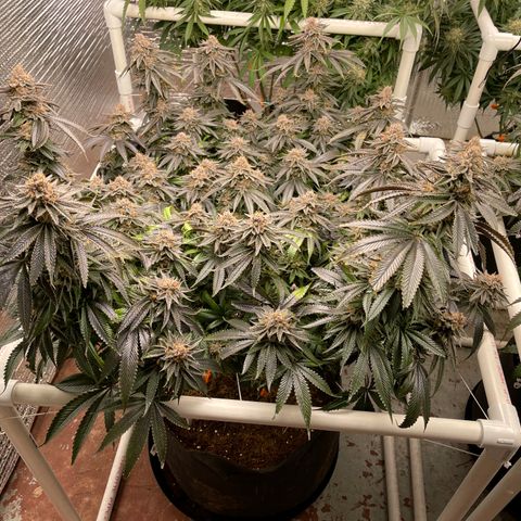 Ruth AKA The Natorious RBG growlog timeline photo