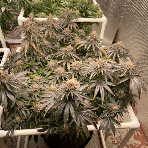 Calliope growlog timeline photo