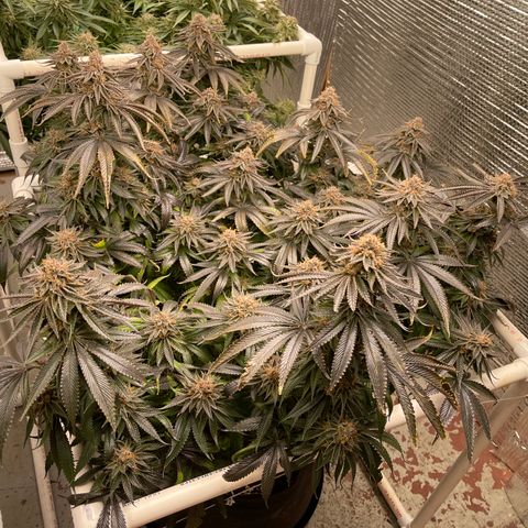 Calliope growlog timeline photo