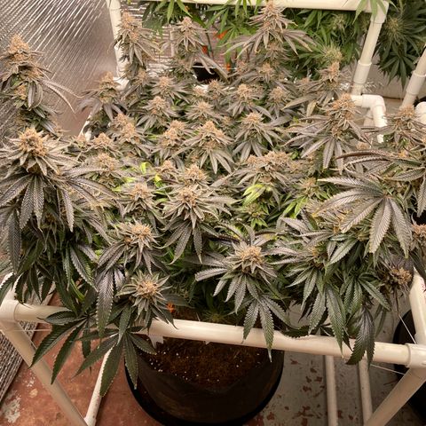 Ruth AKA The Natorious RBG growlog timeline photo