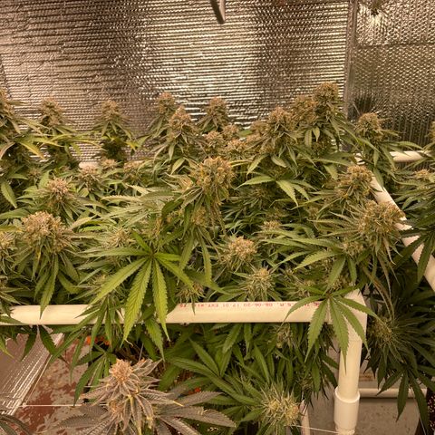Freya growlog timeline photo