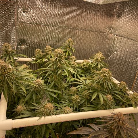 Penelope growlog timeline photo