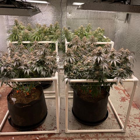 Ruth AKA The Natorious RBG growlog timeline photo