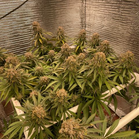 Freya growlog timeline photo