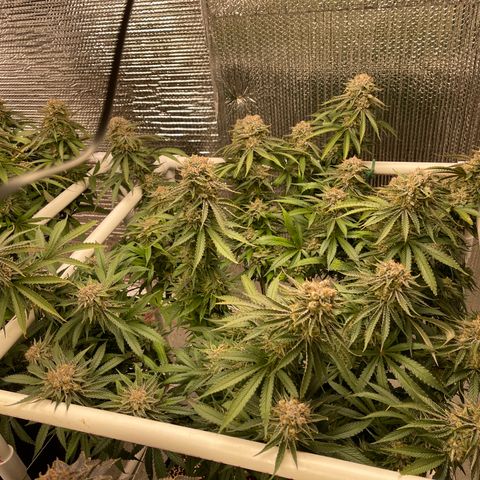 Penelope growlog timeline photo