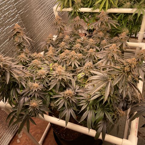 Ruth AKA The Natorious RBG growlog timeline photo