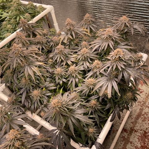 Calliope growlog timeline photo