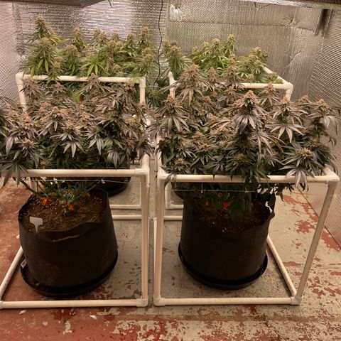 Ruth AKA The Natorious RBG growlog timeline photo