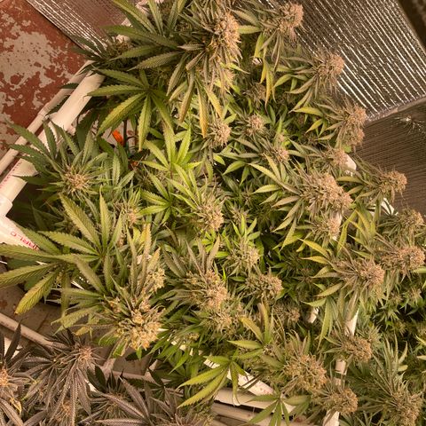 Freya growlog timeline photo