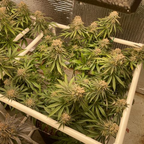 Penelope growlog timeline photo