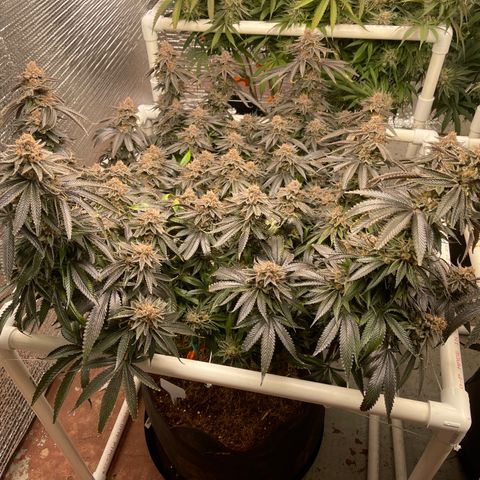 Ruth AKA The Natorious RBG growlog timeline photo