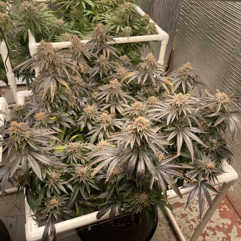 Calliope growlog timeline photo