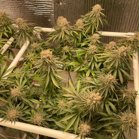 Penelope growlog timeline photo