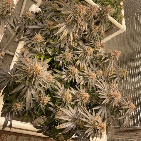 Calliope growlog timeline photo
