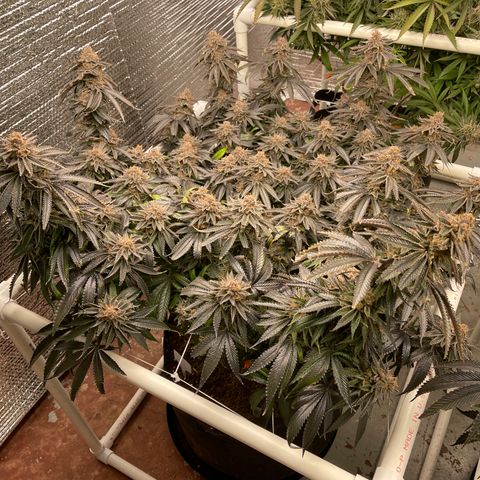 Ruth AKA The Natorious RBG growlog timeline photo