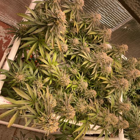 Freya growlog timeline photo