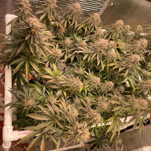 Freya growlog timeline photo