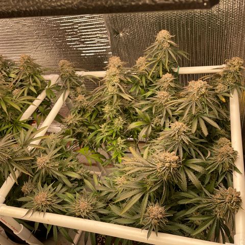 Penelope growlog timeline photo