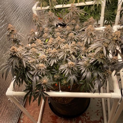 Ruth AKA The Natorious RBG growlog timeline photo
