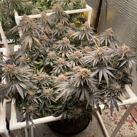 Calliope growlog timeline photo
