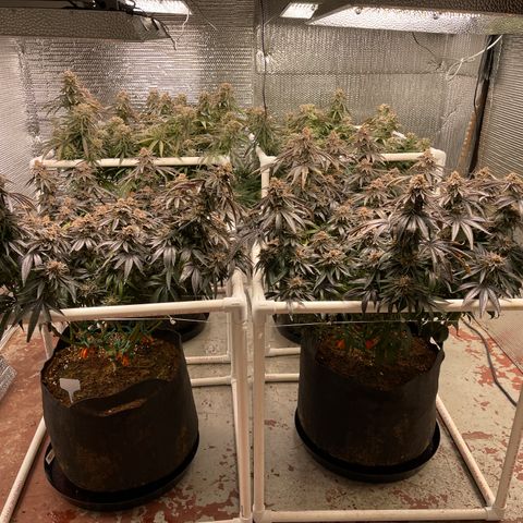 Ruth AKA The Natorious RBG growlog timeline photo