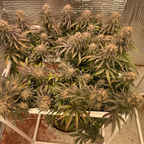 Freya growlog timeline photo