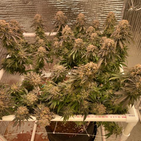Freya growlog photo: After deflolo