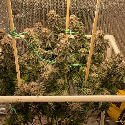 Penelope growlog timeline photo