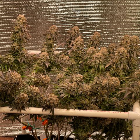 Freya growlog timeline photo