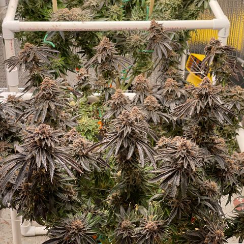 Calliope growlog timeline photo