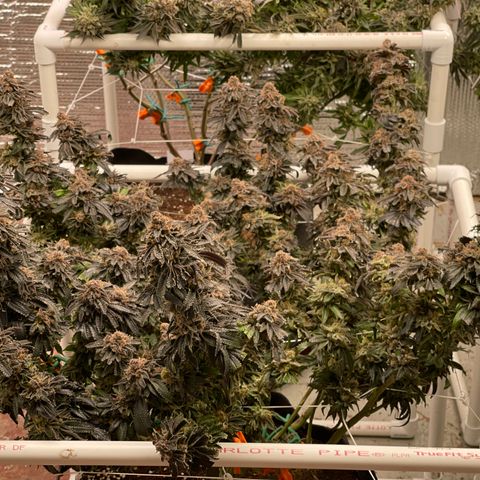 Ruth AKA The Natorious RBG growlog timeline photo