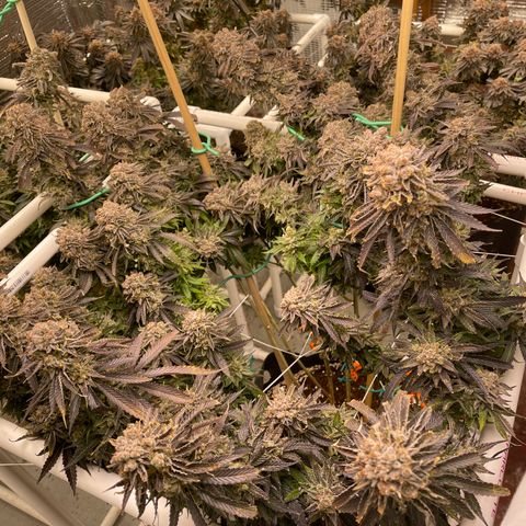 Freya growlog timeline photo