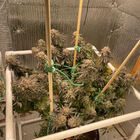 Penelope growlog timeline photo