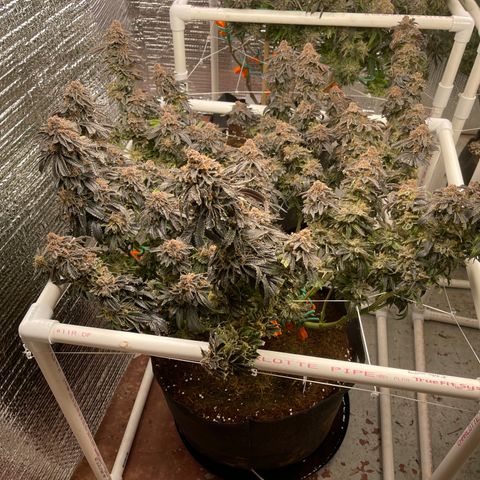 Ruth AKA The Natorious RBG growlog timeline photo