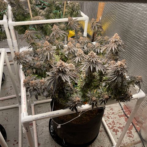 Calliope growlog timeline photo