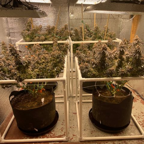 Ruth AKA The Natorious RBG growlog timeline photo