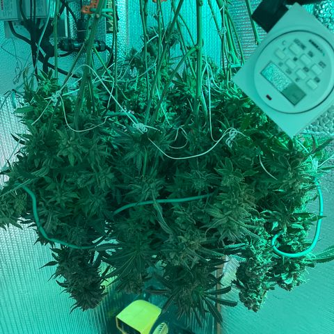 Penelope growlog timeline photo