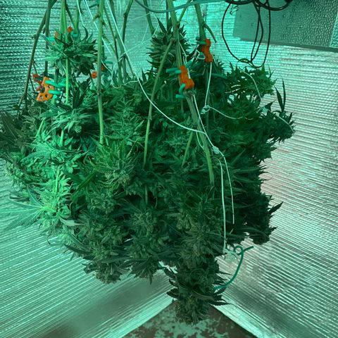 Freya growlog timeline photo