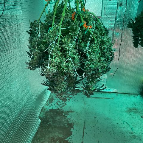 Ruth AKA The Natorious RBG growlog timeline photo