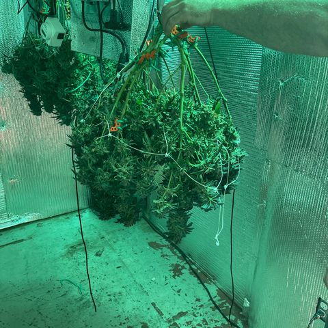 Calliope growlog timeline photo