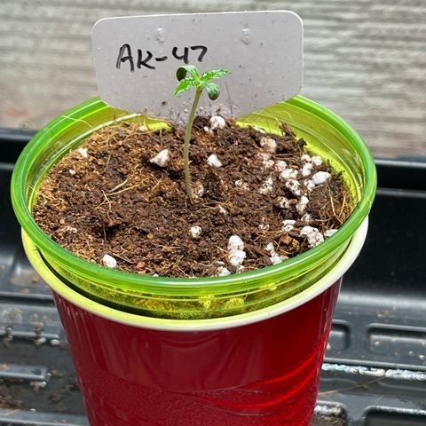 GI Jane growlog timeline photo