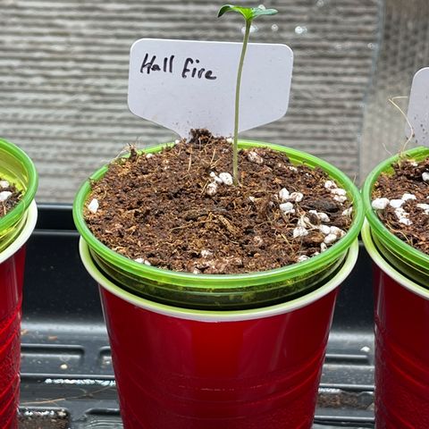 Lucyfur growlog timeline photo