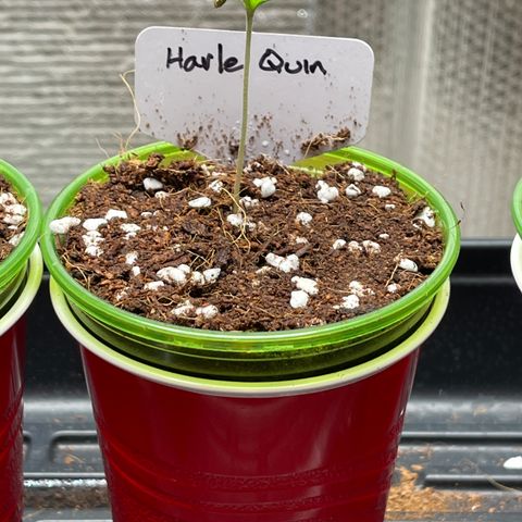 Harle Quin growlog timeline photo