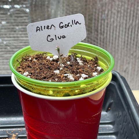 Princess Grodd growlog timeline photo