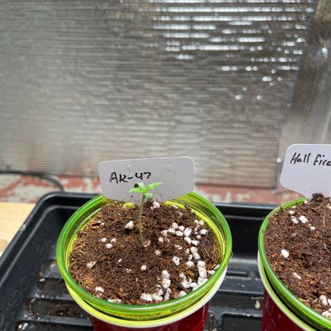 GI Jane growlog timeline photo