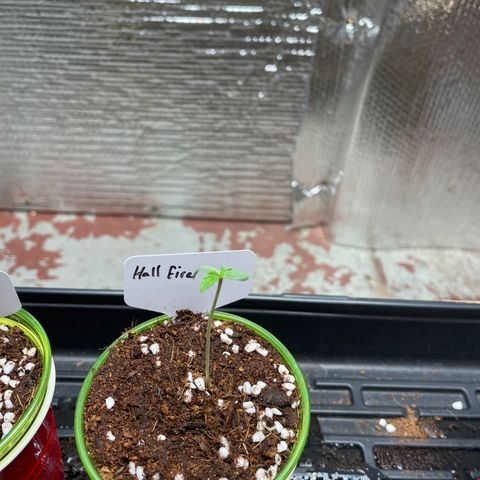 Lucyfur growlog timeline photo