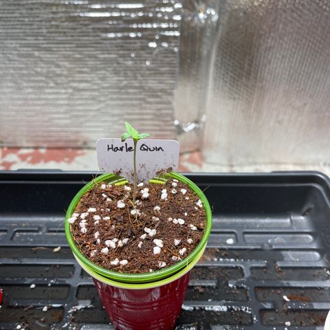 Harle Quin growlog timeline photo