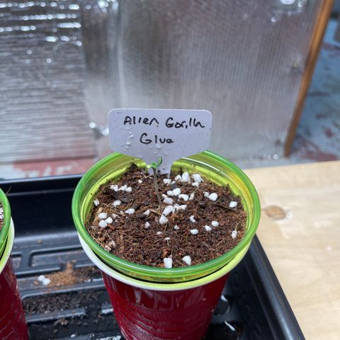 Princess Grodd growlog timeline photo