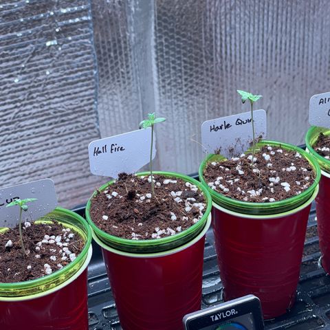 Princess Grodd growlog timeline photo