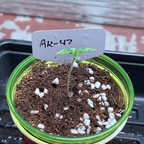 GI Jane growlog timeline photo
